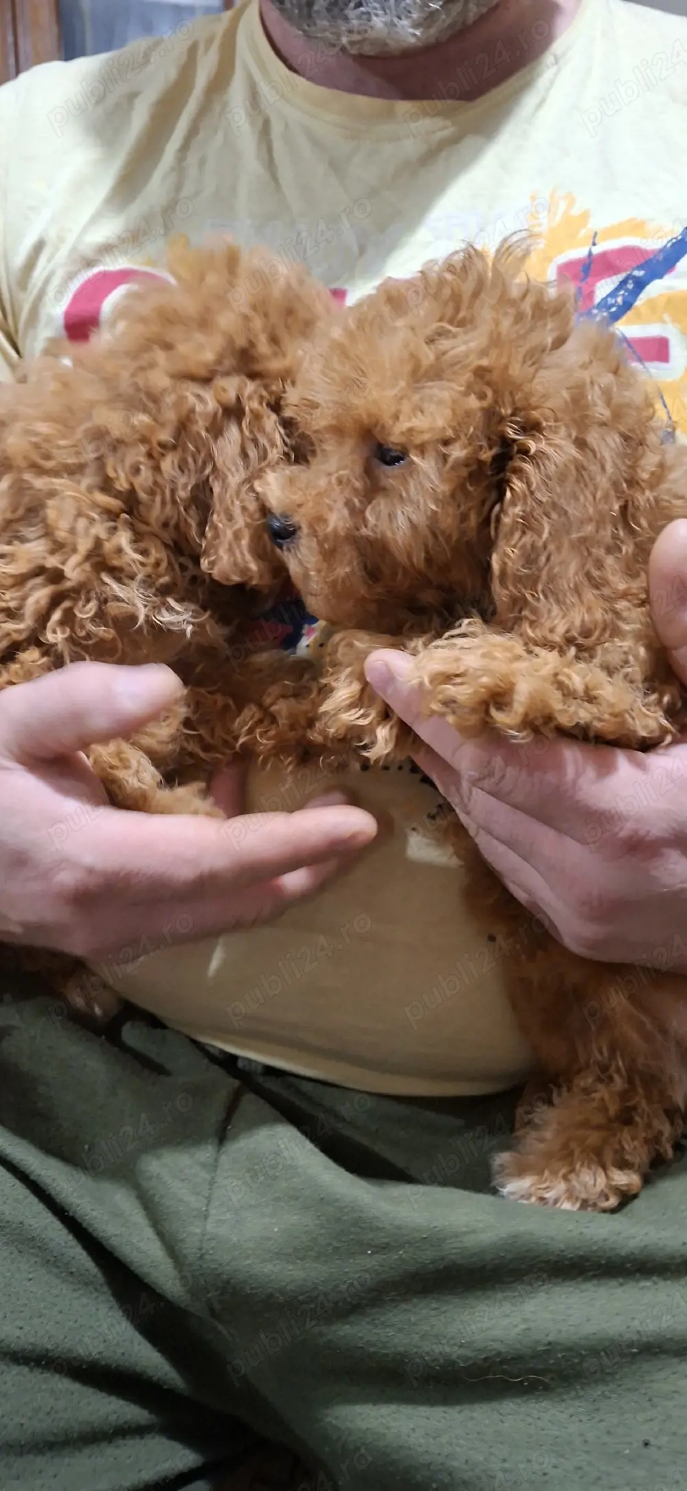 Pudel toy (caniche)cu pedegree