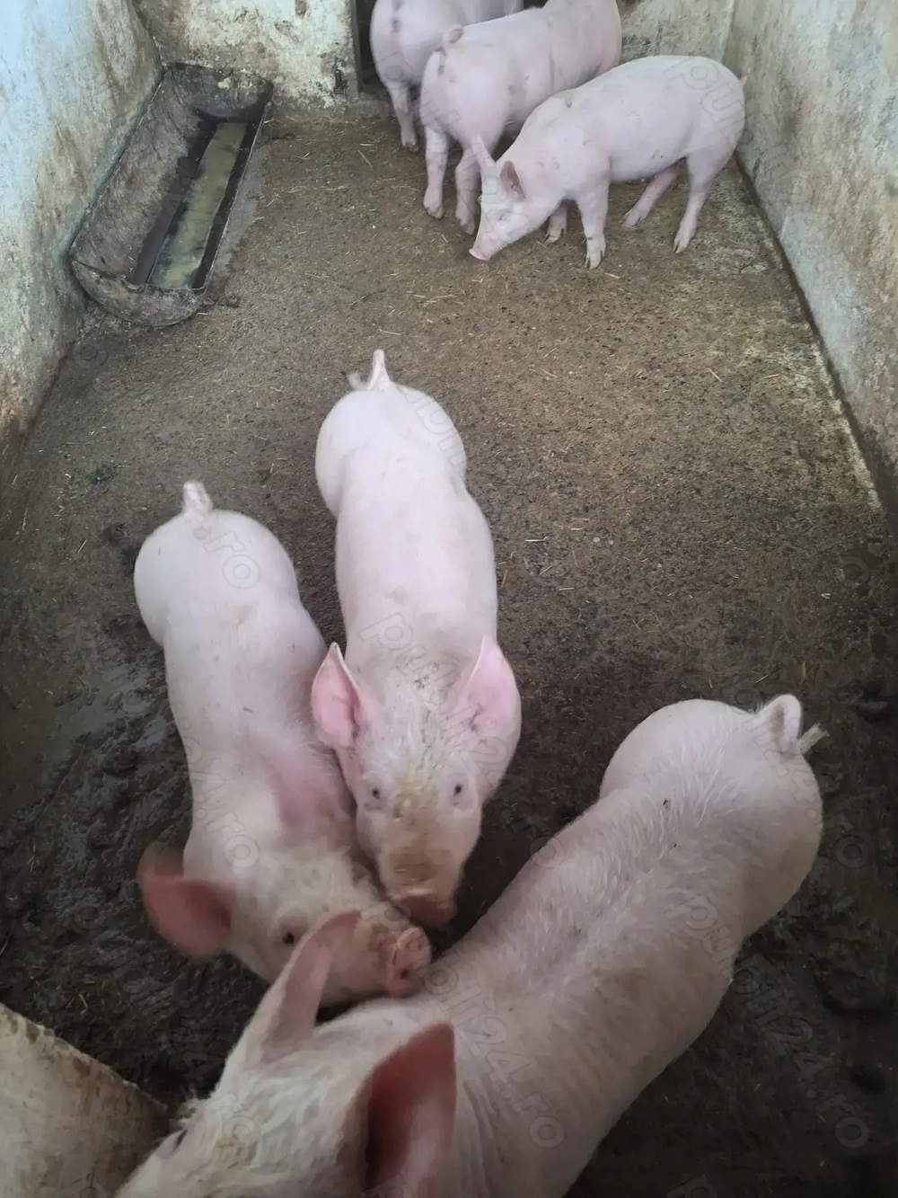 Vând purcei rasa marele alb 