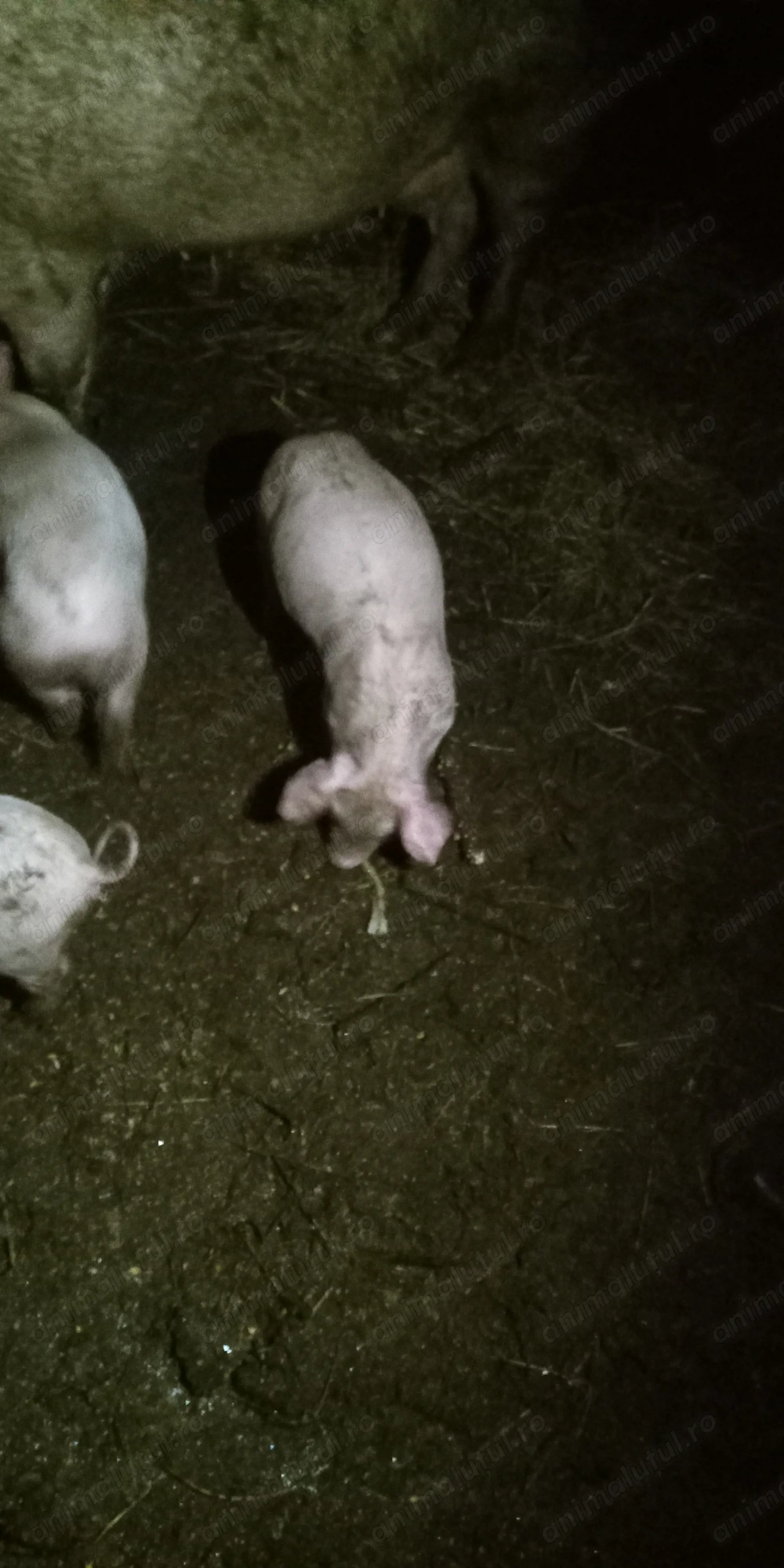 Purcei de vânzare  de 12 saptamani