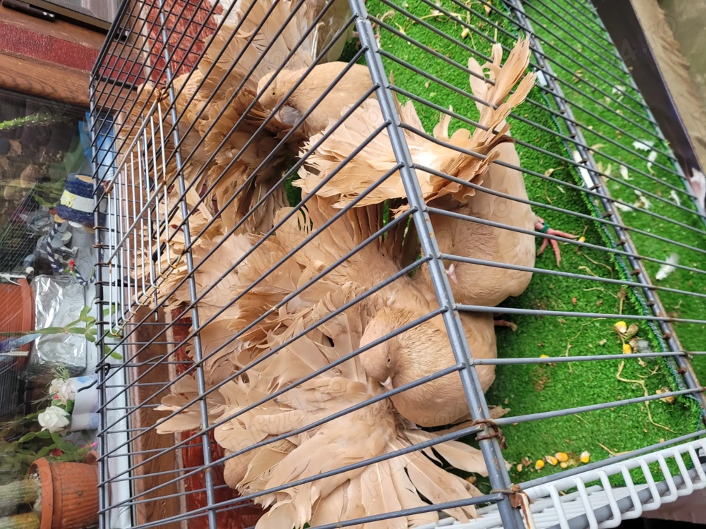 Porumbei voltati galbeni 