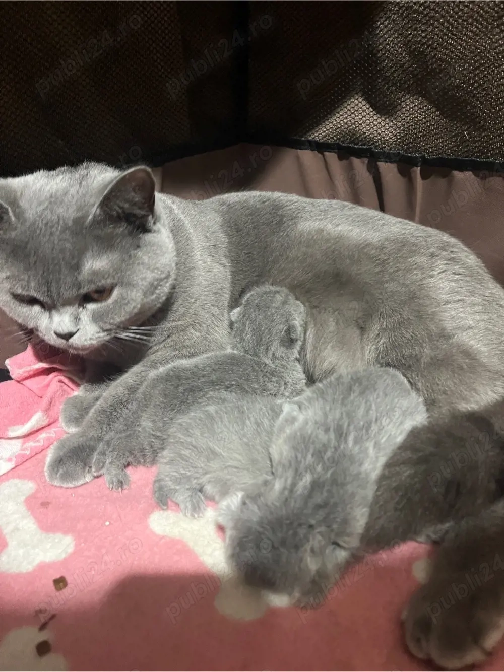 british shorthair blue