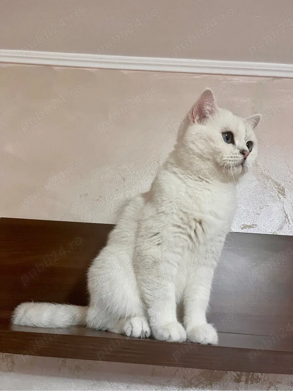 motan british shorthair 3 ani