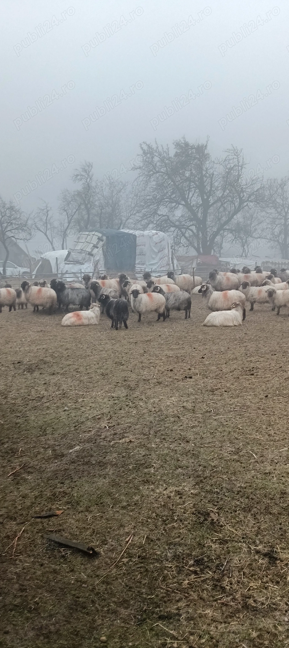 Vând 60 de oi rasă țurcană 