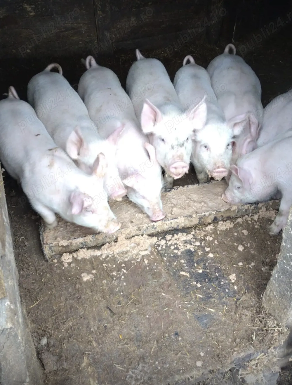 Vând purcei!! Au 8 săptămâni 