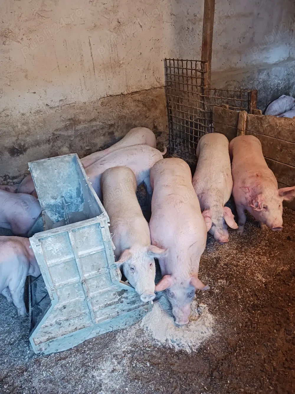 vând soldani de carne 