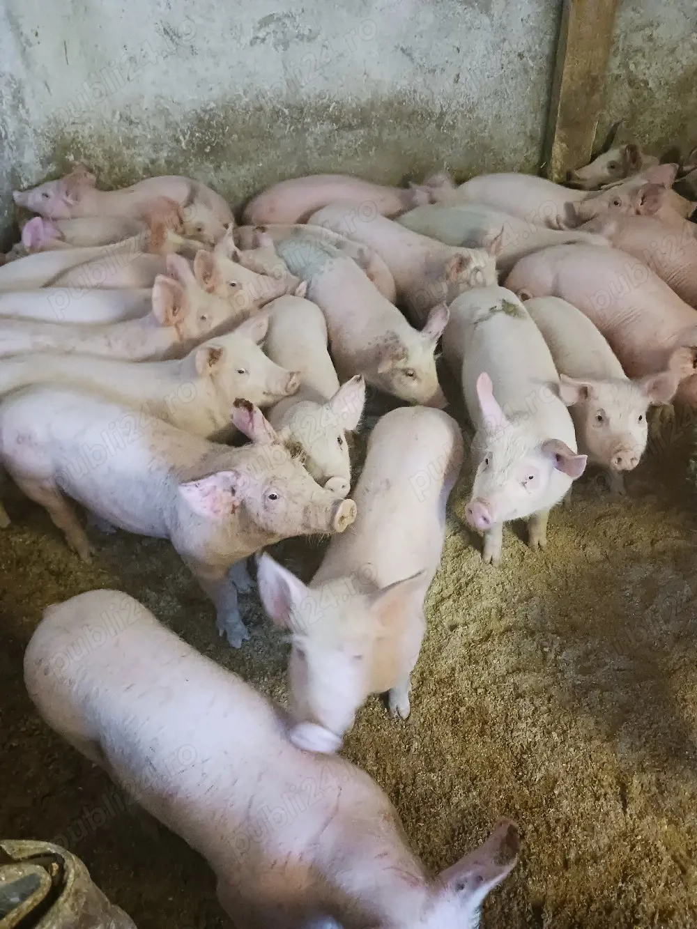 vând purcei și soldani diferite mărimi 