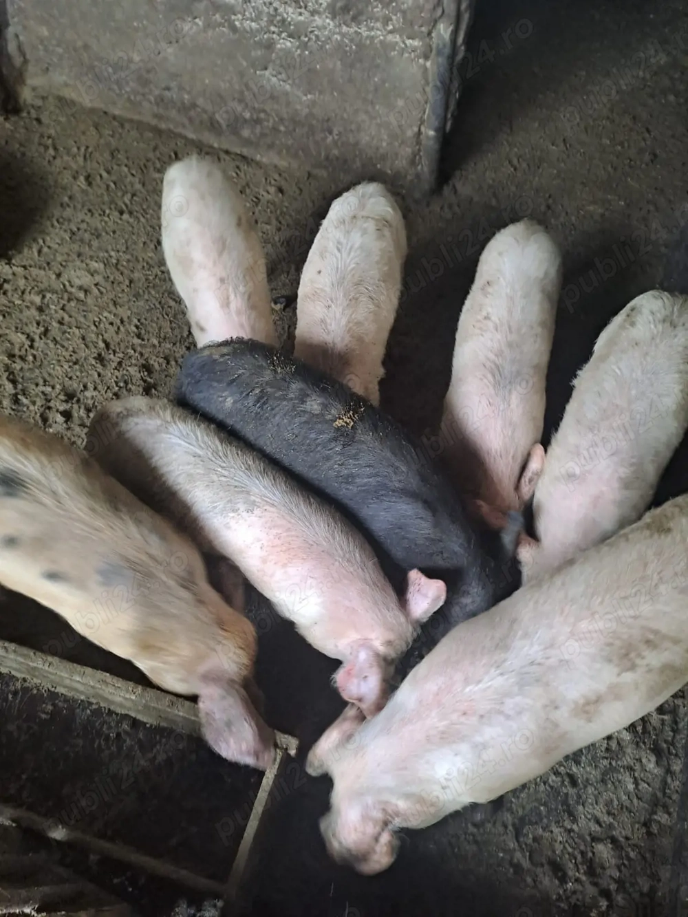 Purcei de casa de vanzare