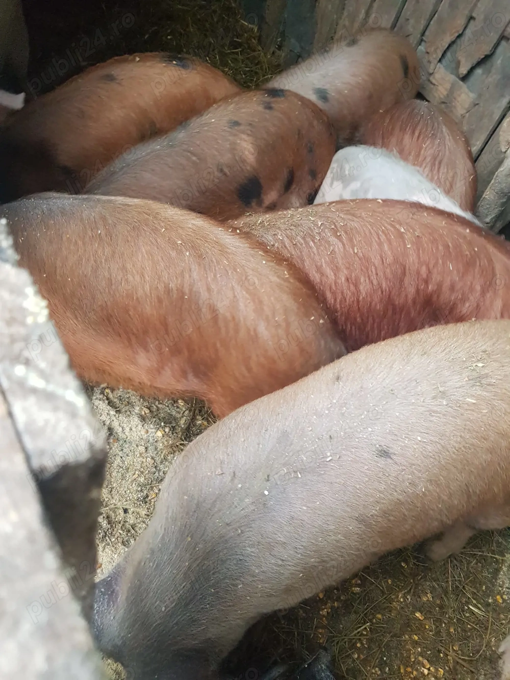 Vând 14 bucăți Șoldanii 