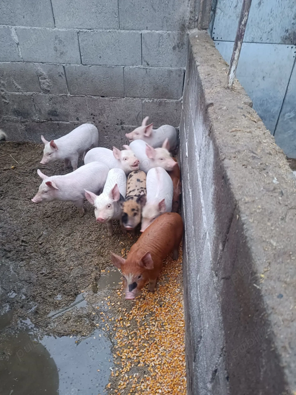 Vând porci de 6 săptămâni 