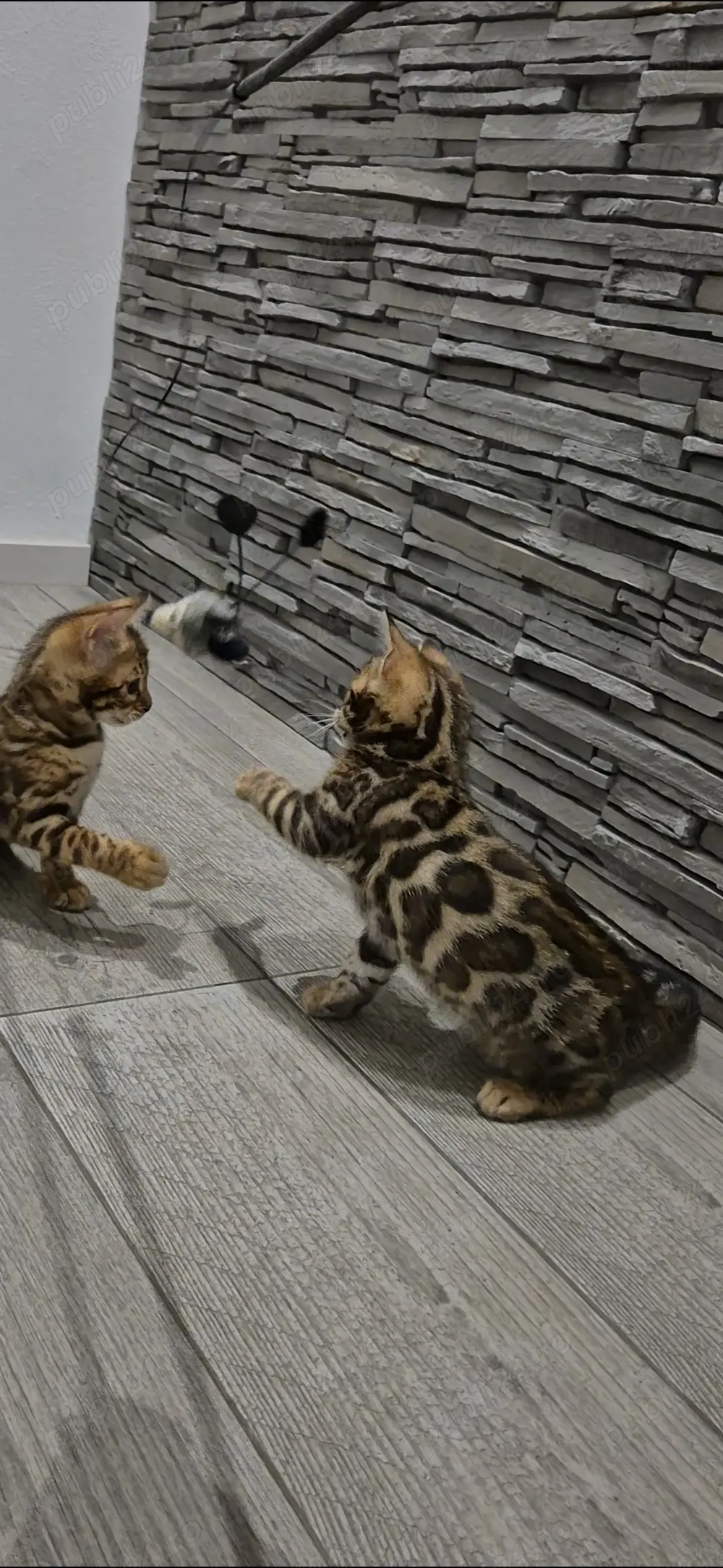 Vand pui pisic bengalez 