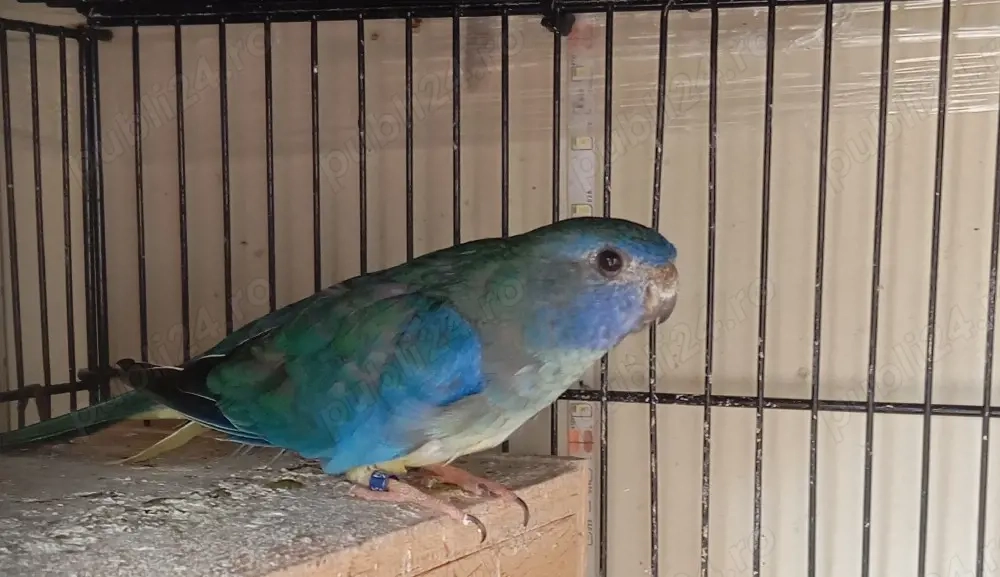 vand femela neophema splendida 