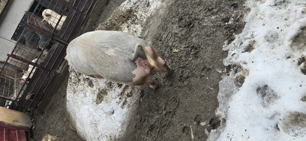 Vând scroafa bucerdea granoasa 