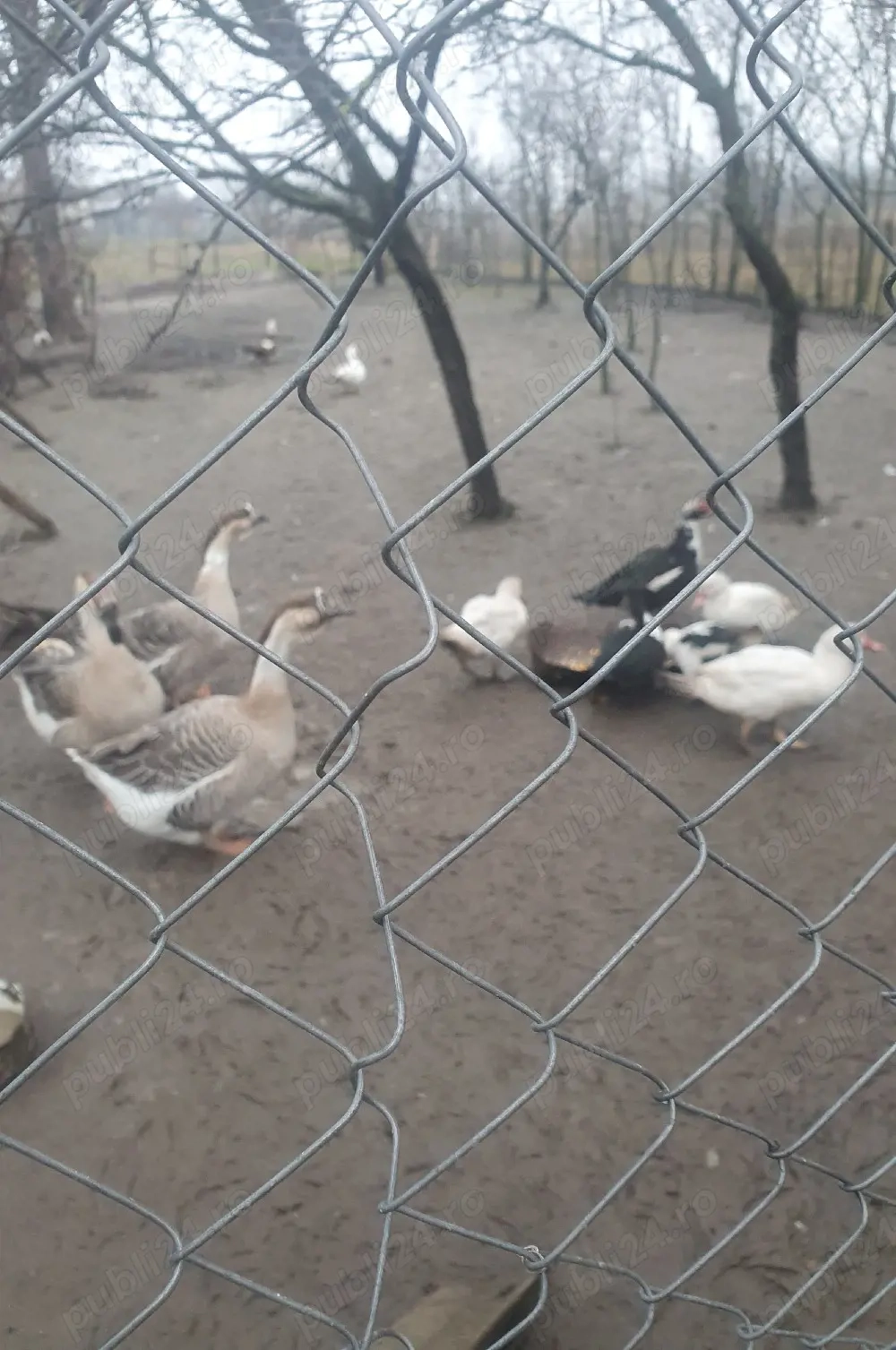 Vând sau schimb gâște americane 