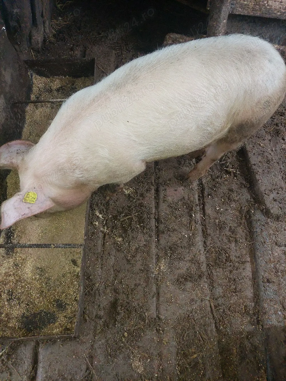 grăsune de vânzare 