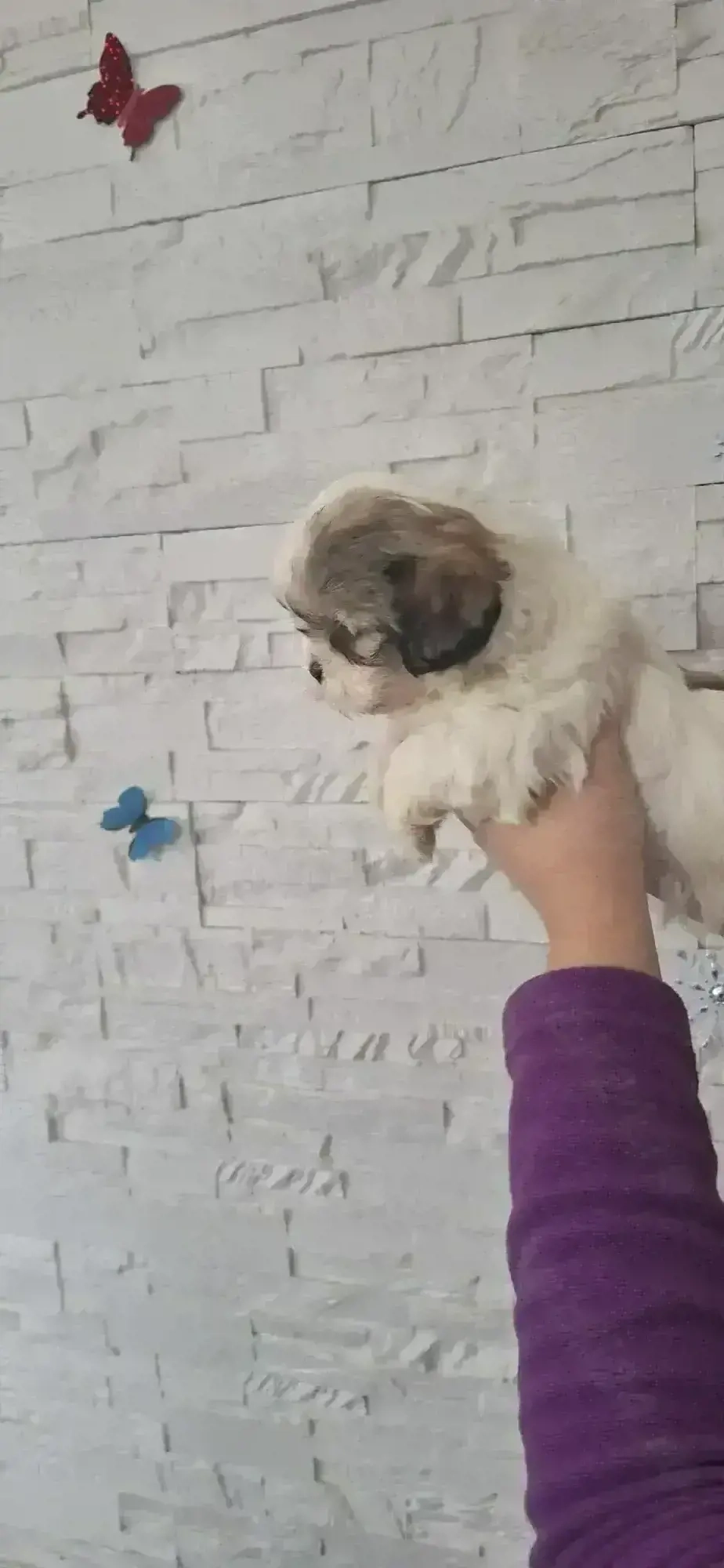 Fetite rasa shih tzu