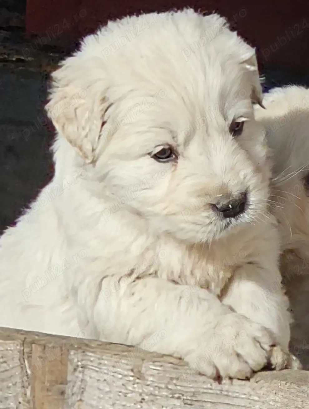 Golden retriever  mascul