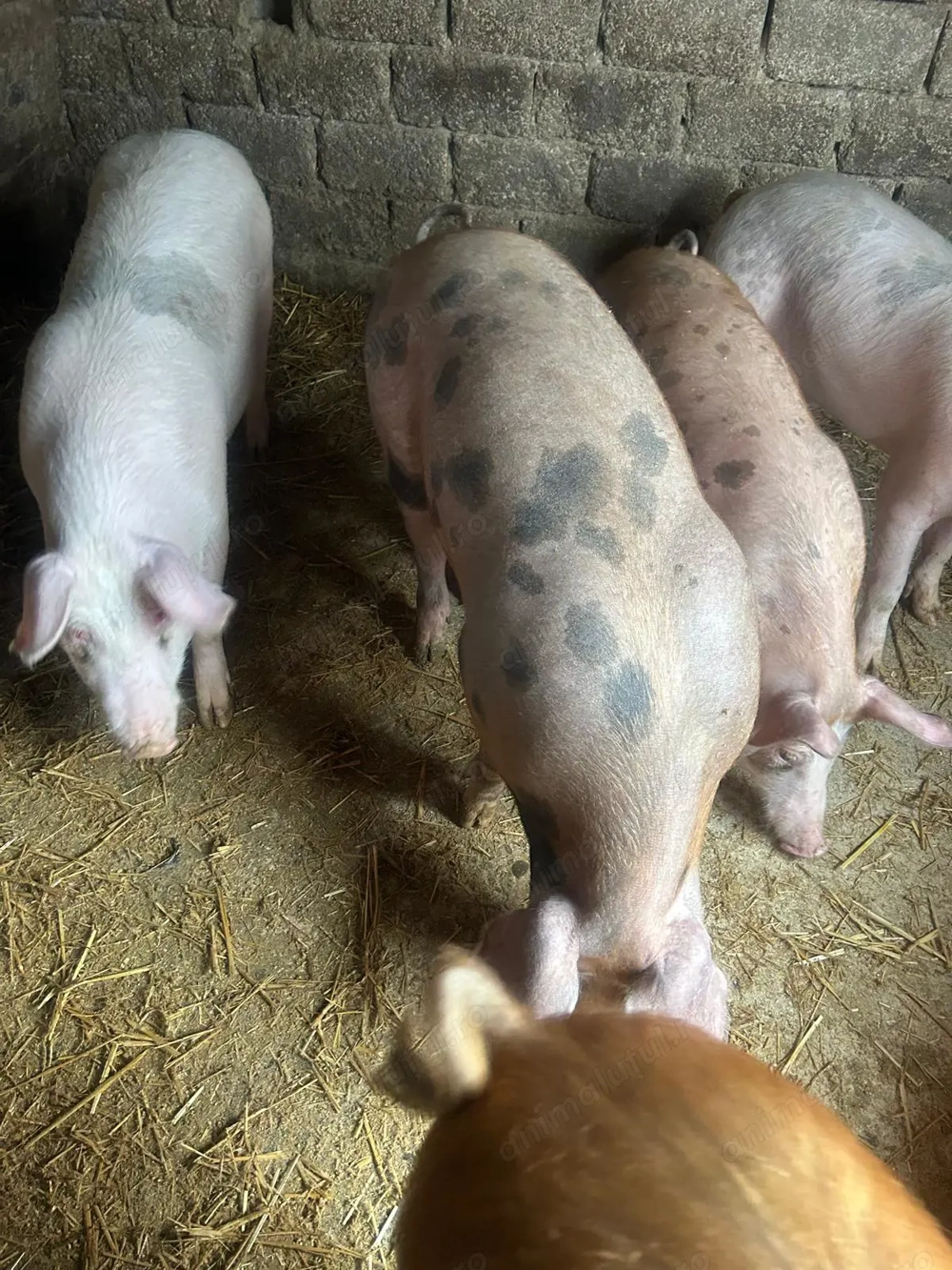 Vând purcei grasuni 60 kg