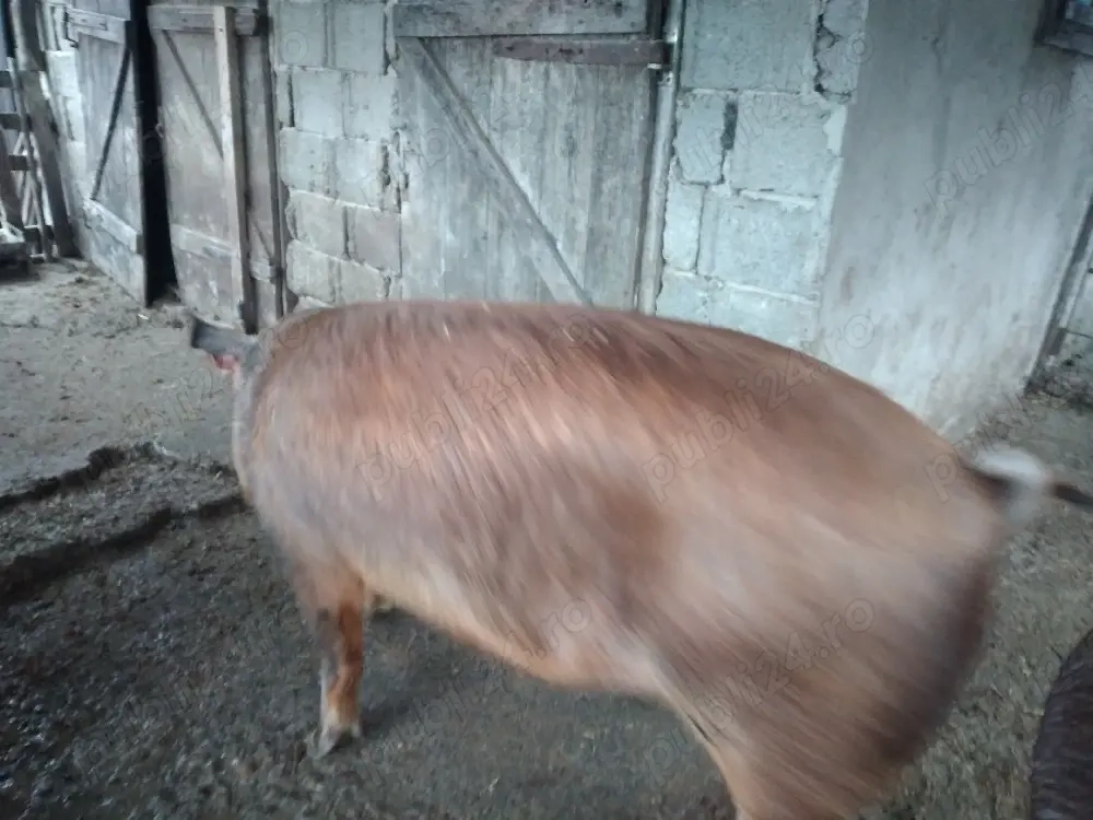 Porc de vînzare 180-200kg 