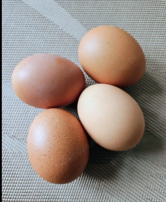 Ouă de gaini austrlop pentru incubat.