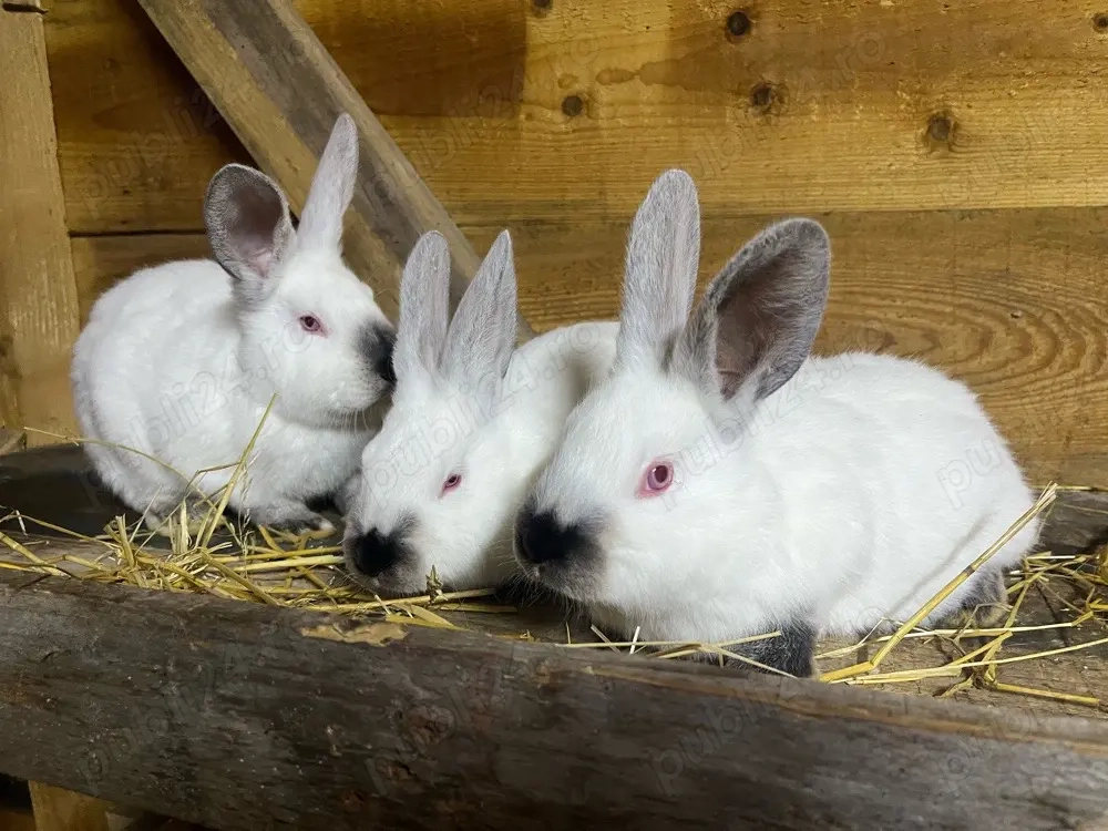 iepuri californian x urias de transilvania