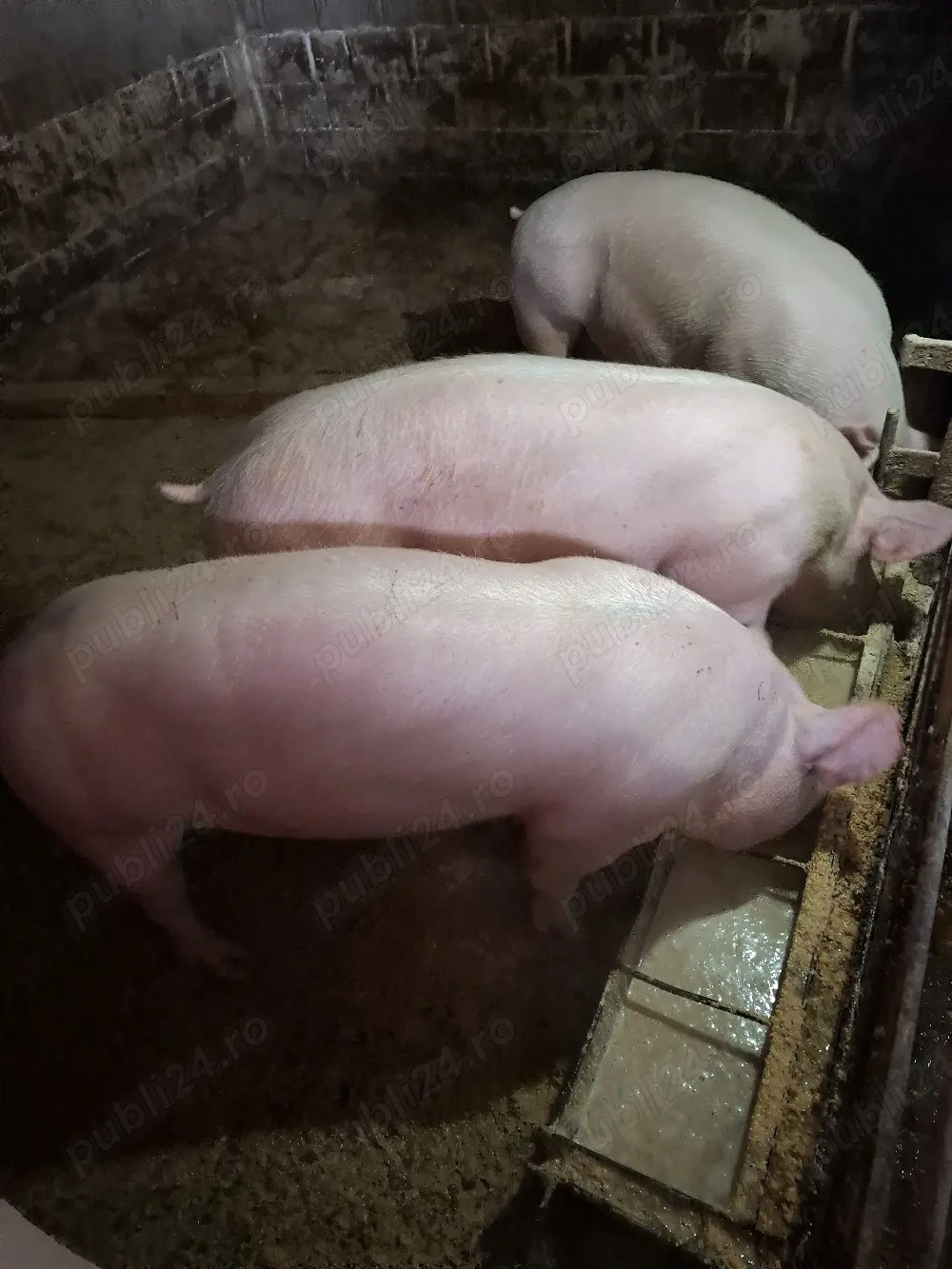 Porci de carne din gospodărie 100 Kg-150 Kg