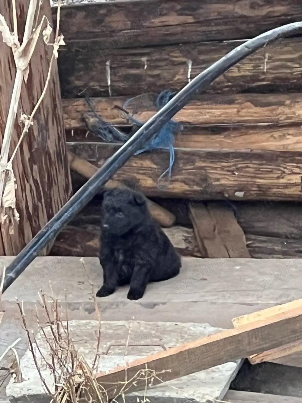 catei de intors oi capre vaci 