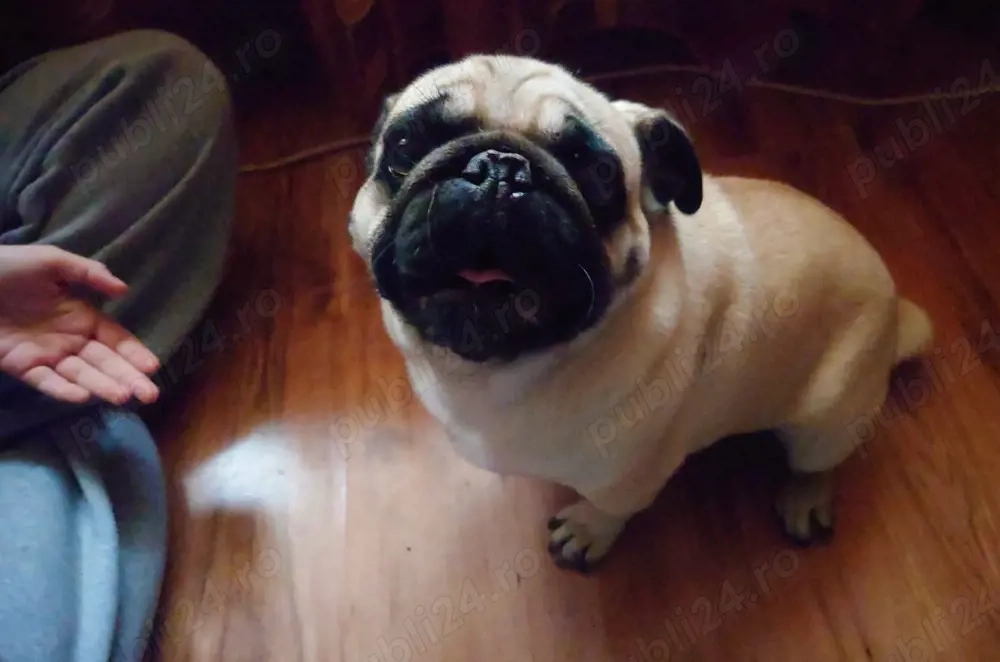 Donez mops fata si baist 