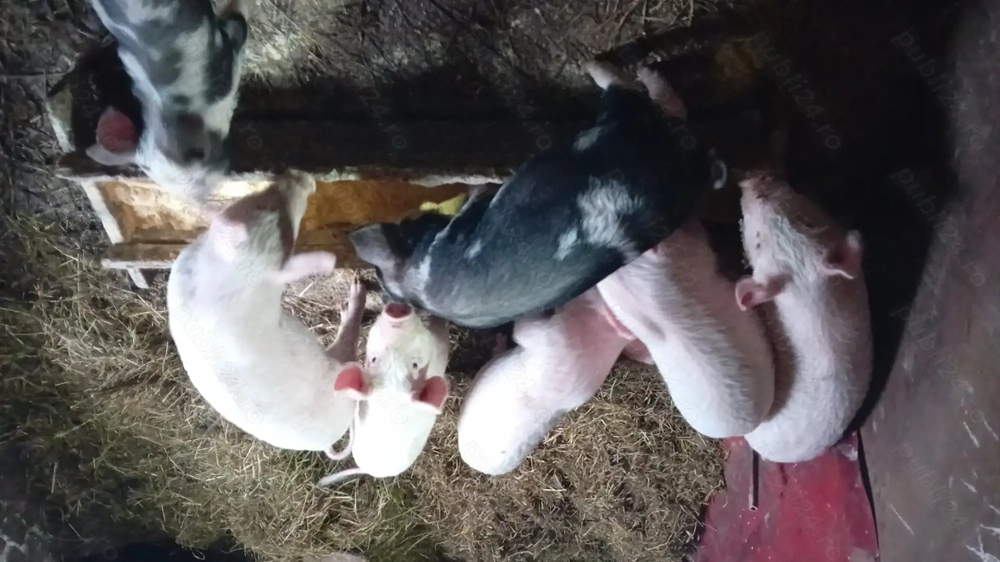 Vând purceii mai multe detalii la nr de telefon   