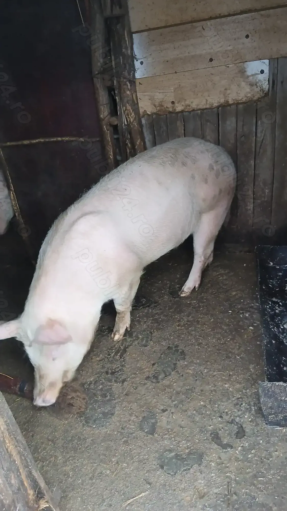 Landrace de tinut sau reproductie