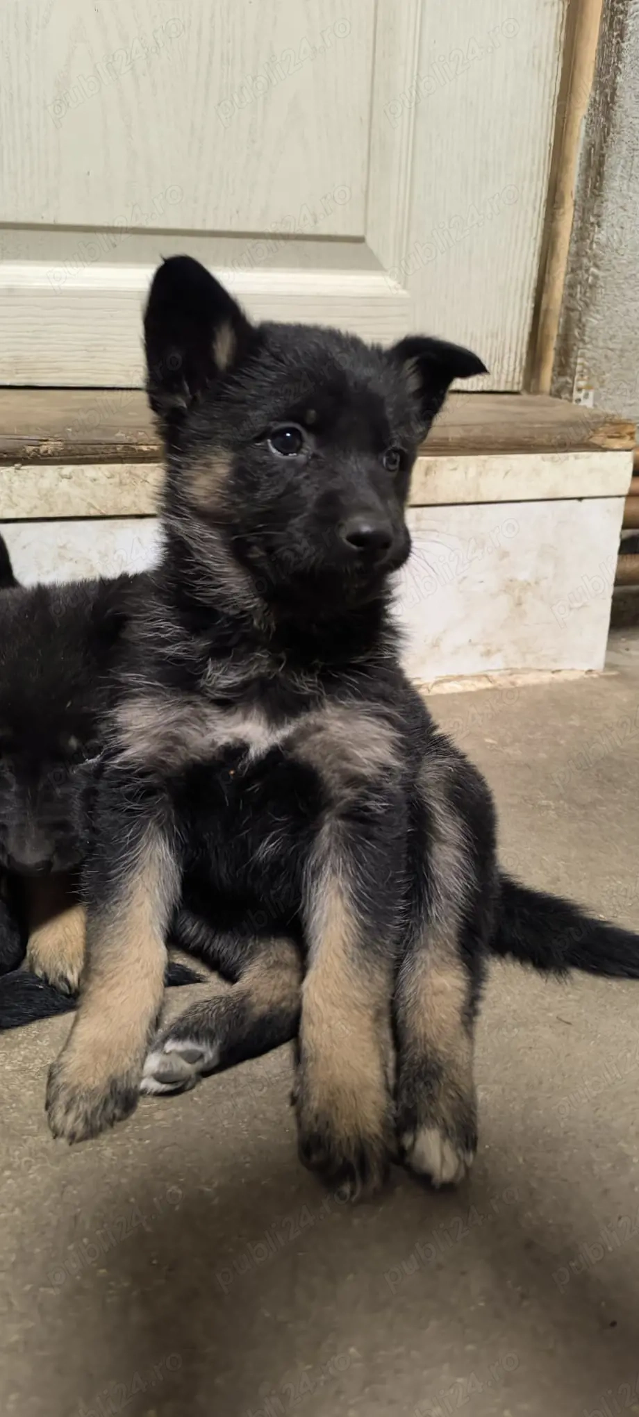 Pui Ciobanesc German