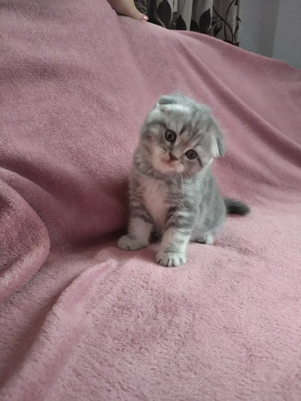 Pui Scottish Fold 