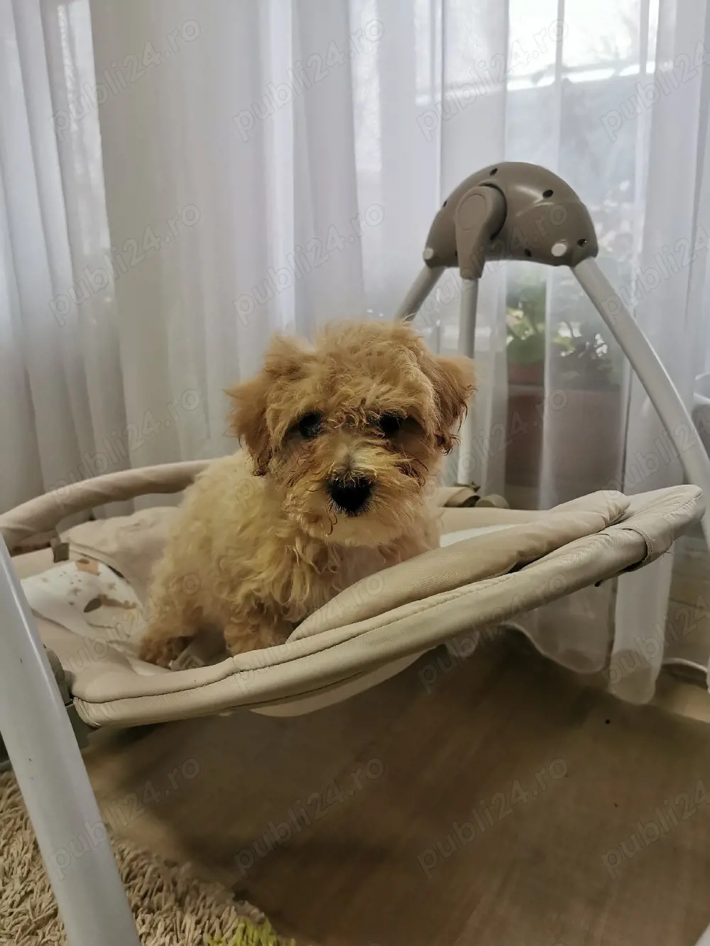 Catel Maltipoo de vanzare