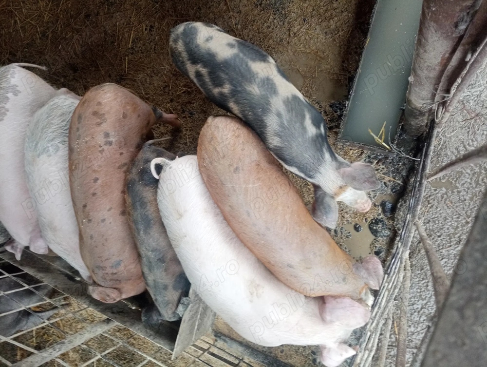 Porci de vanzare 