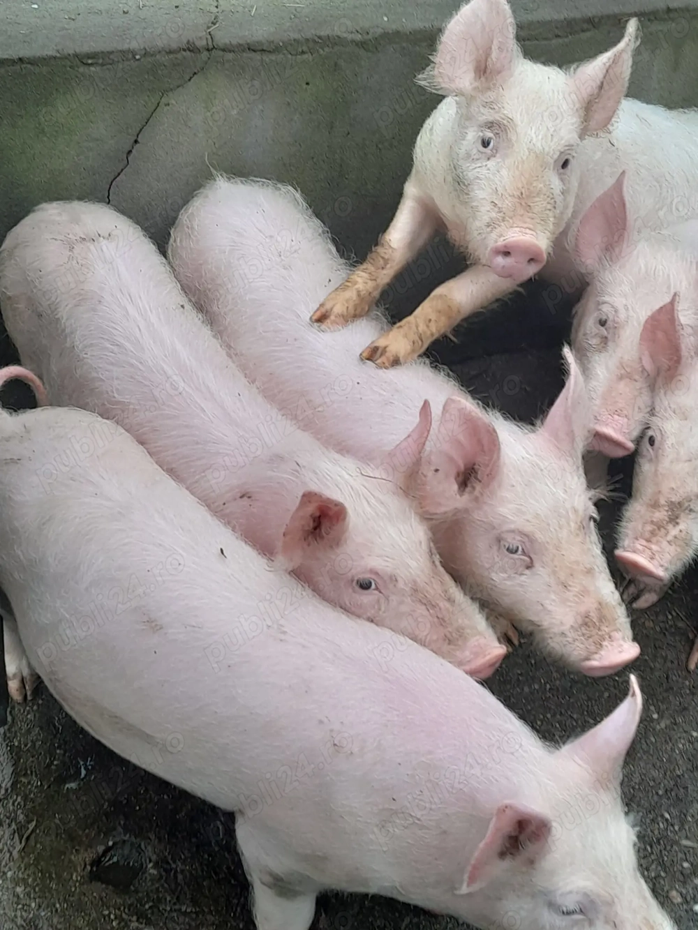 Vand purcei 12 saptamani