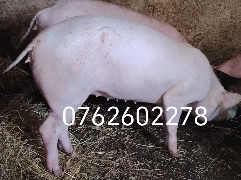 Vand grasuni de 4 luni