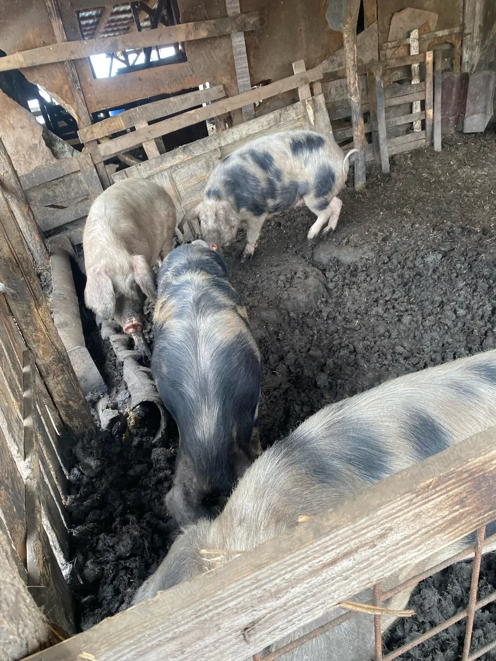 vand scrofite reproductie 80-100 kg 1000 ron