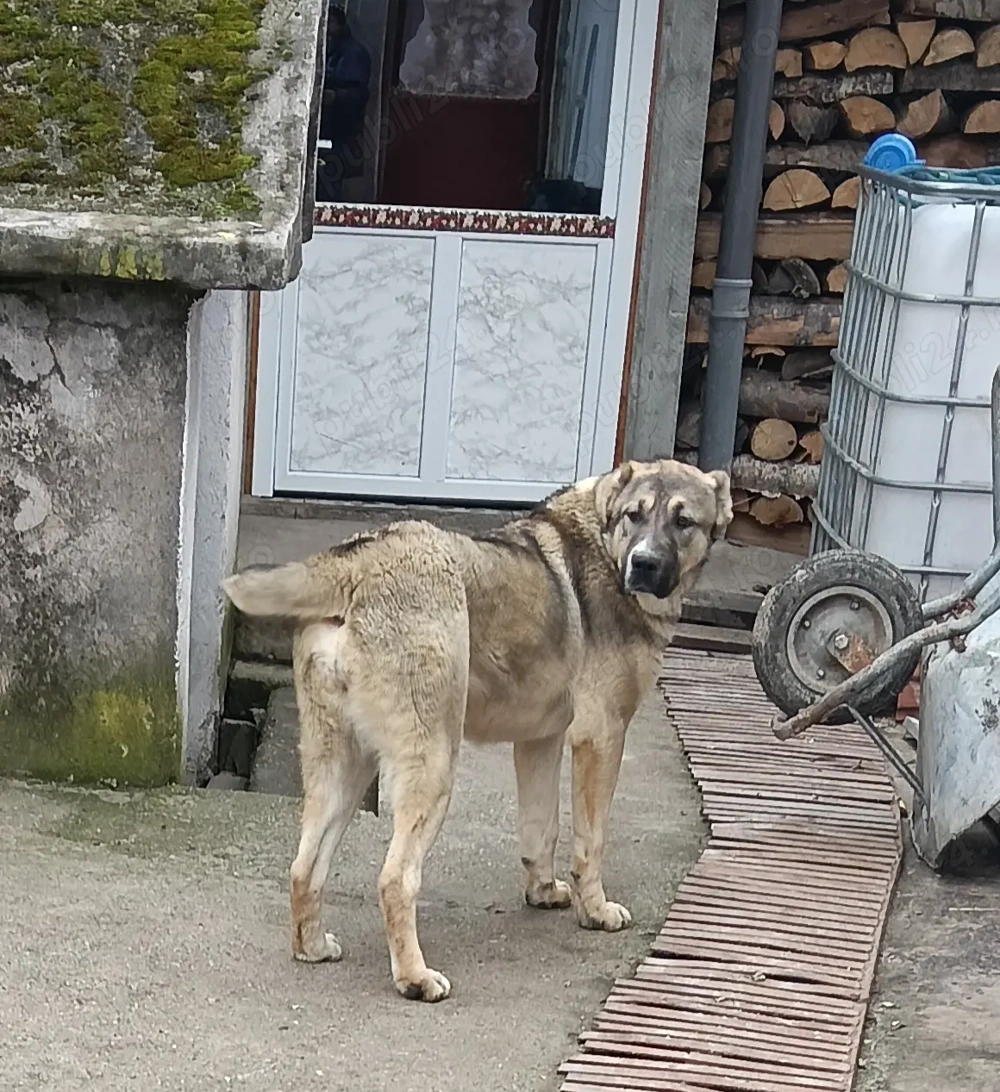 Femelă Asia Centrală 