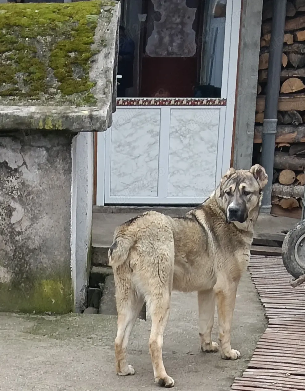 Femelă Asia Centrală 