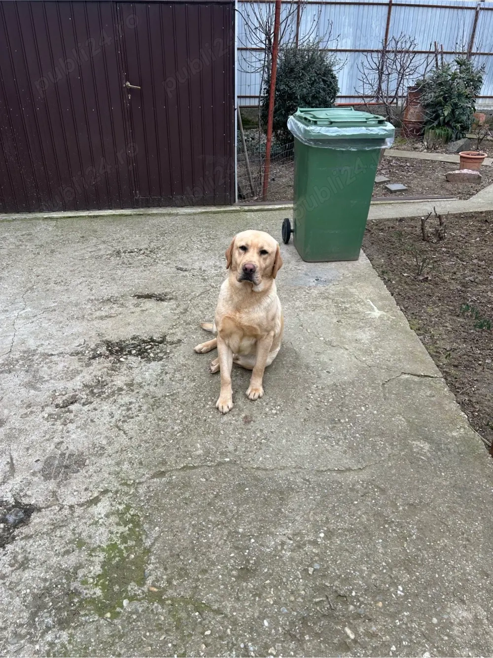 vand labrador retriever cu pedigree autentic 10 lei 