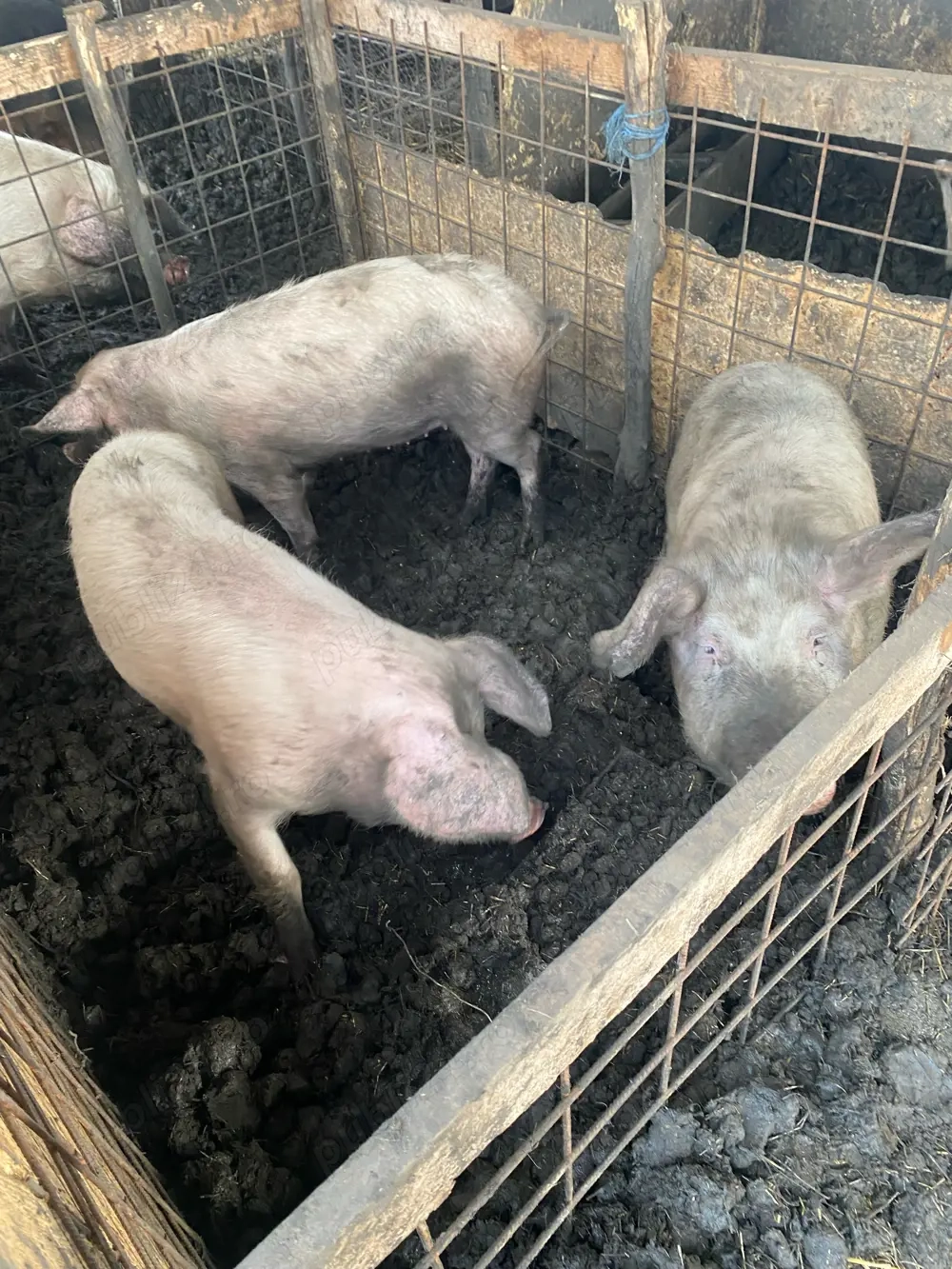 vand scrofite reproductie 50-70 kg 680 ron