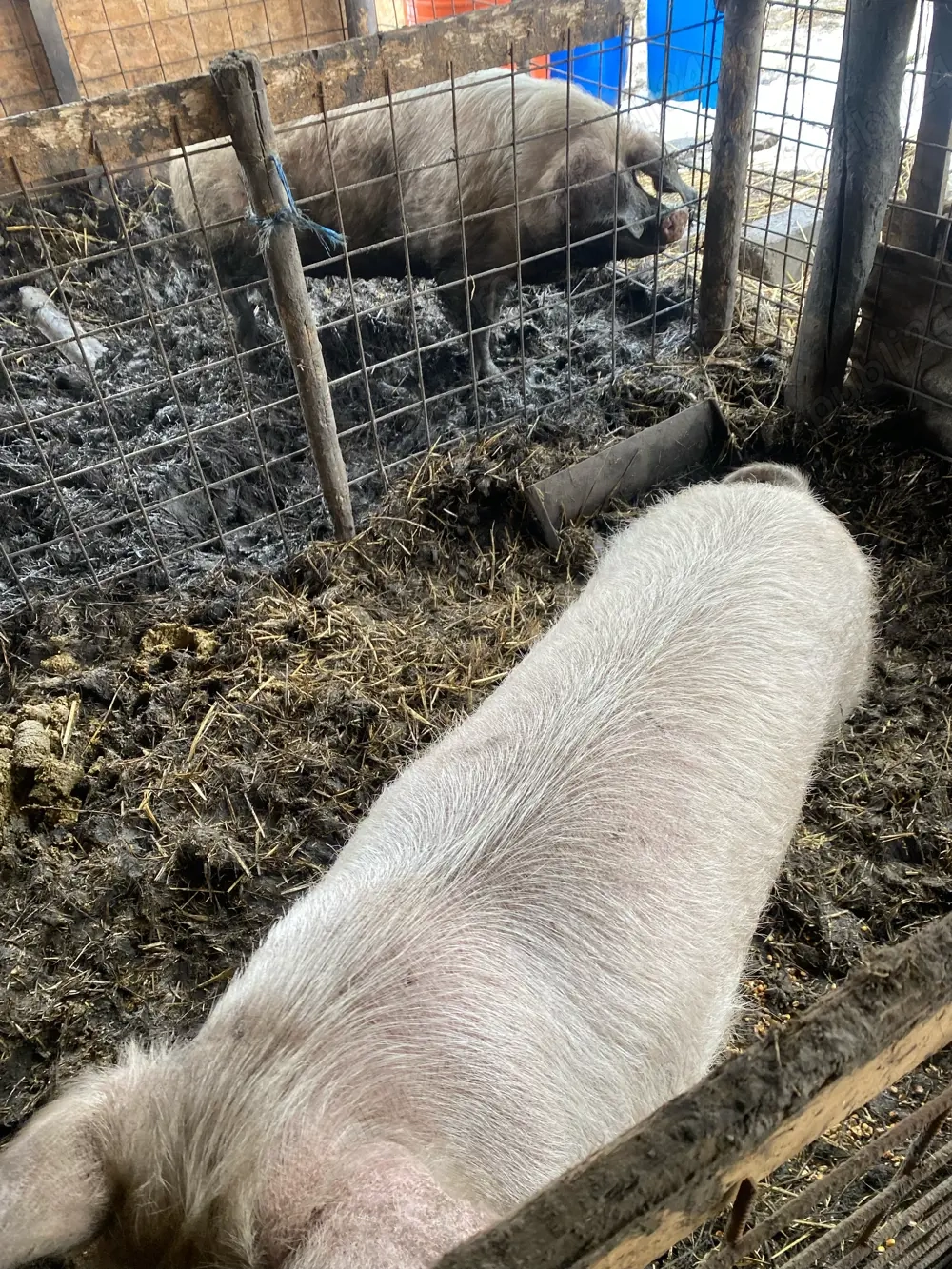 vand scroafe gestante 1600 ron