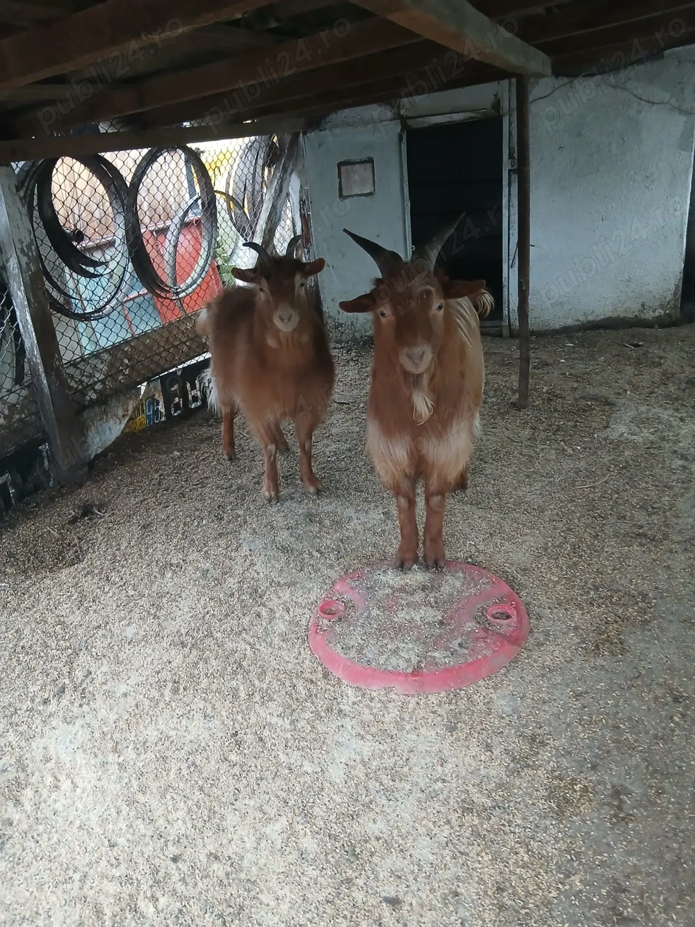 Iada si Tap de Vanzare