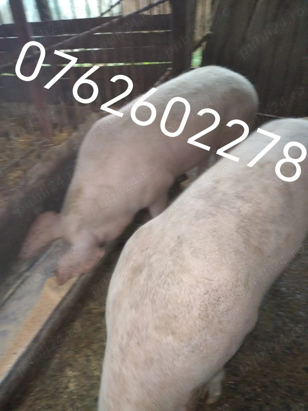 Vand porci de tăiat sau reproductie
