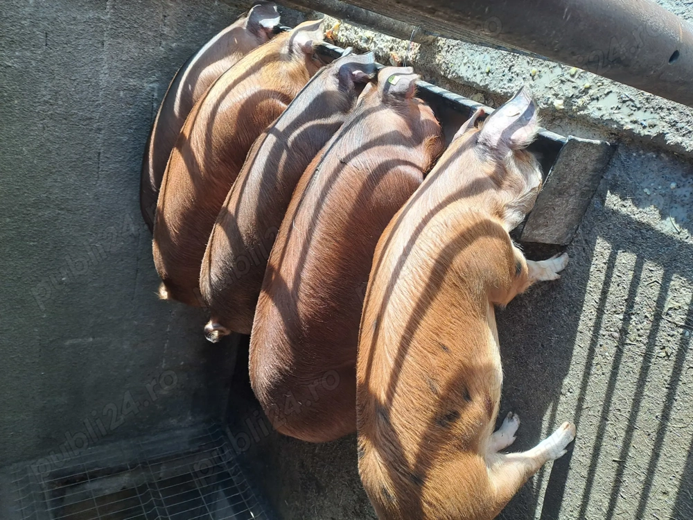 Șoldani duroc de vânzare 