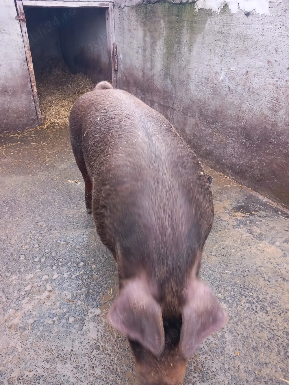Vand porc duroc