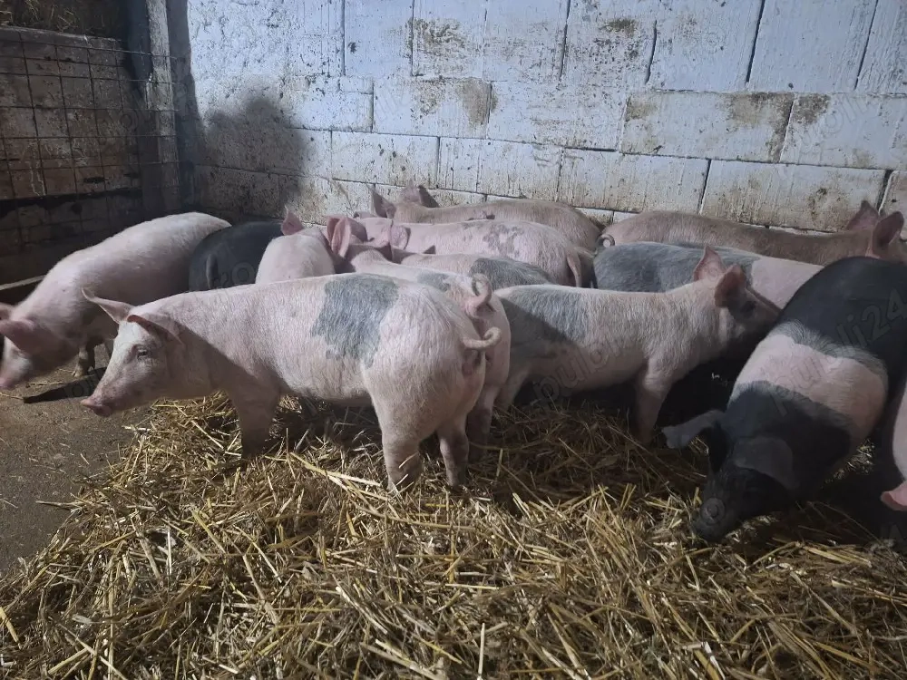 vând 10  soldani rasa de calitate de carne 40-45 7 mascul castrați 3 femele disponibile 