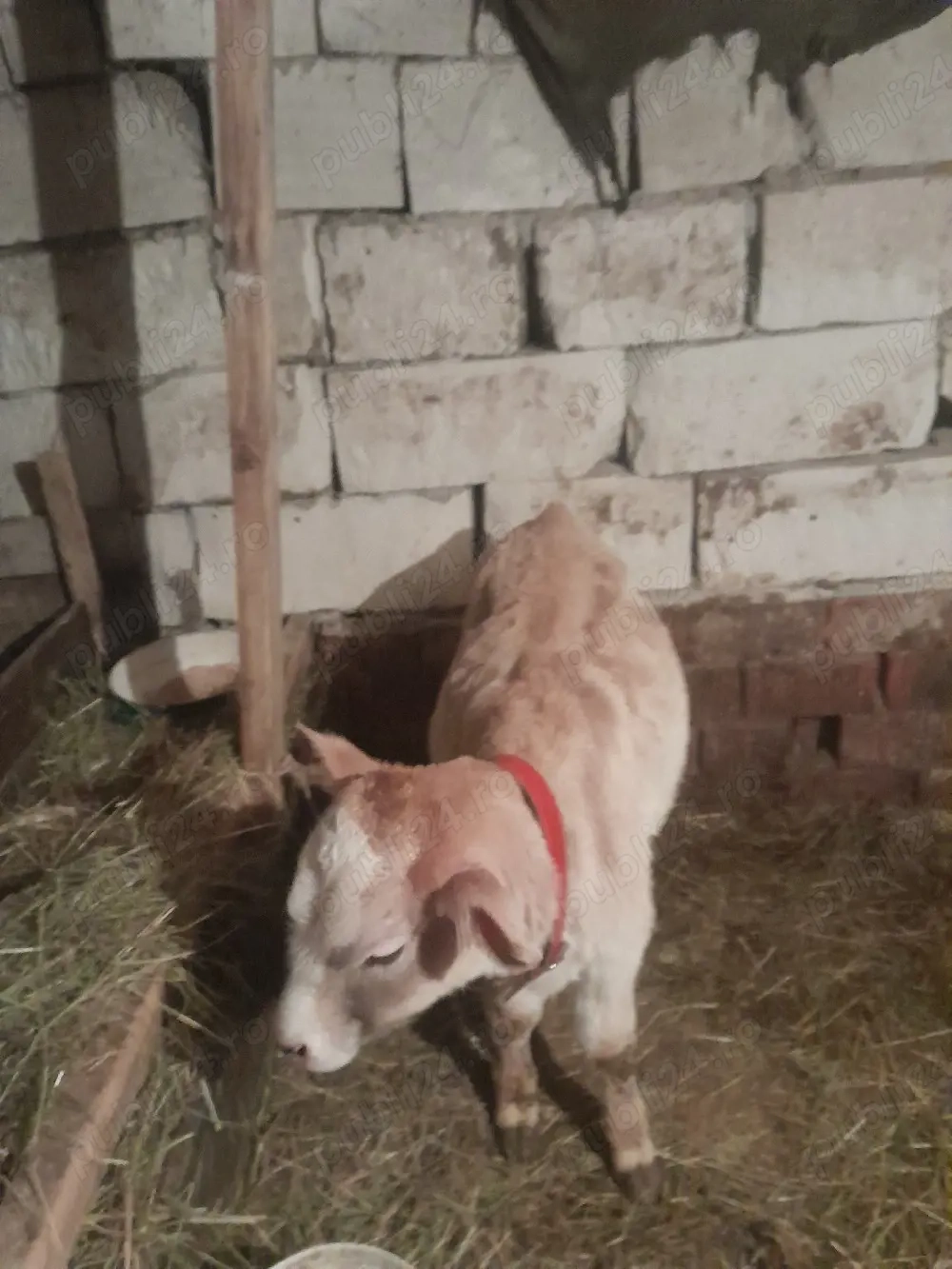 vand vitea de 2 luni junate întarcata 