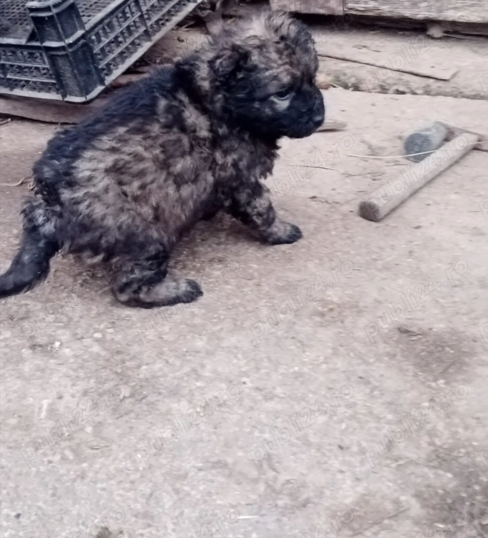 Vând căței de întors