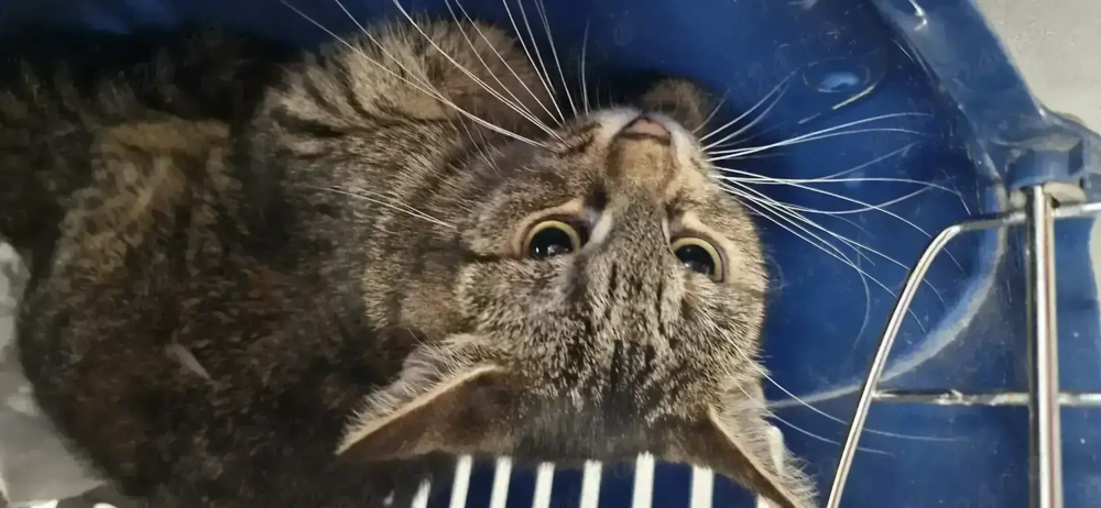 Bella , pui de pisica de 5 luni spre adoptie