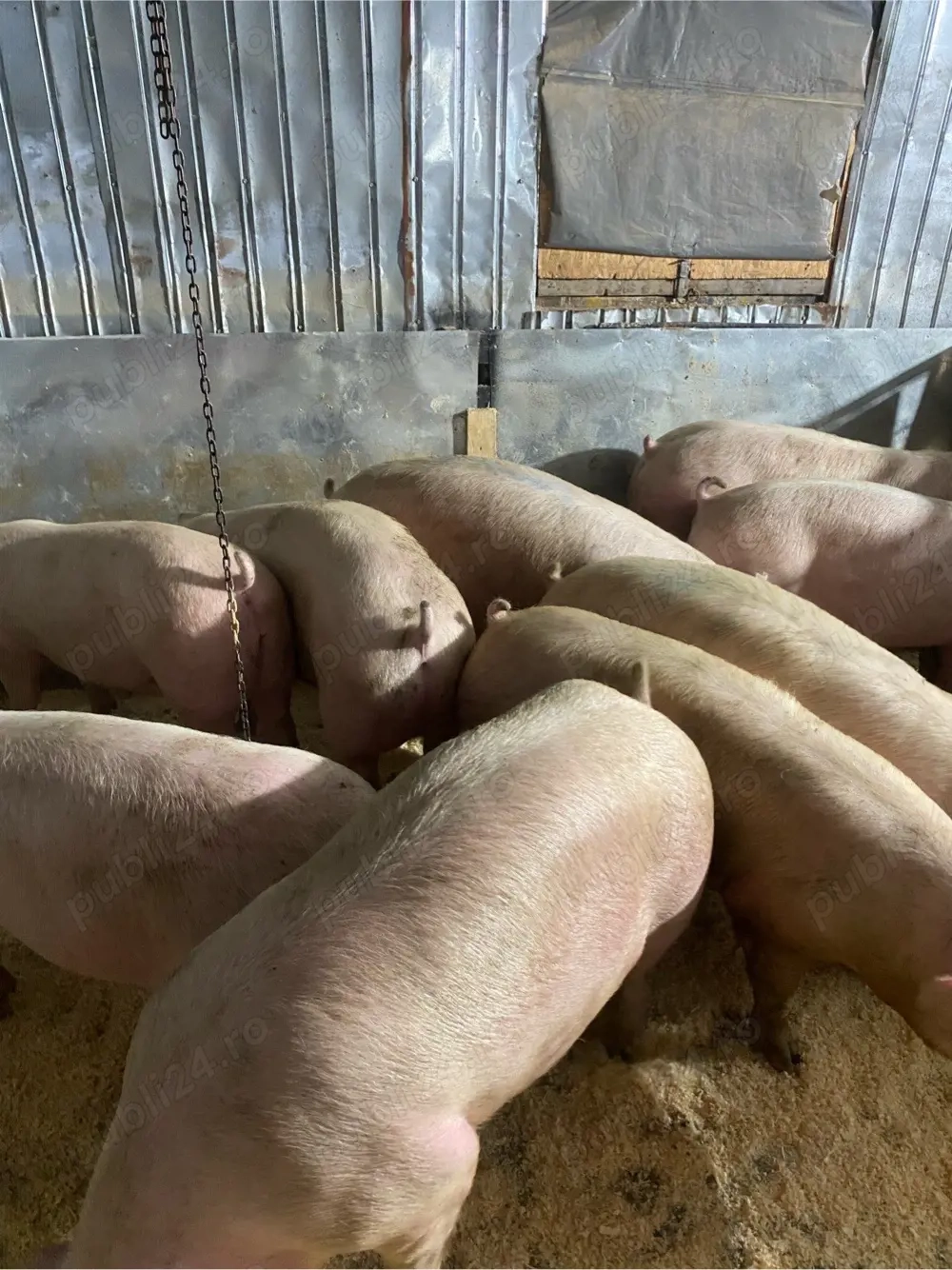 de vanzare porci  CALITATE & Seriozitate 